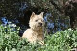 CAIRN TERRIER 087